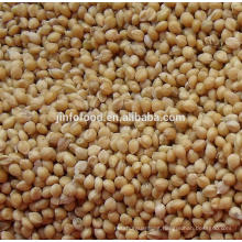 Yellow broomcorn millet